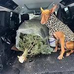 Am Hochficht Muehlviertel In Oberoesterreich * Freundorf